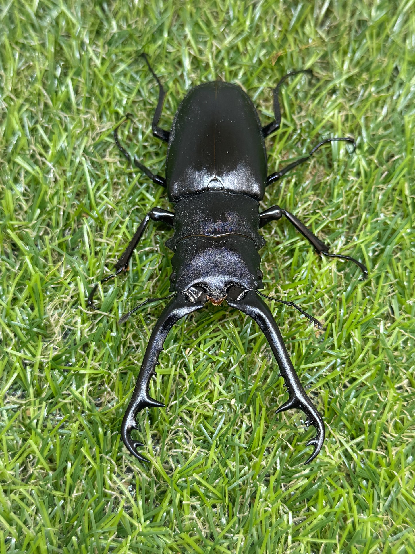 ギラファノコギリクワガタ　ケイスケ　♂94mm成虫ペア