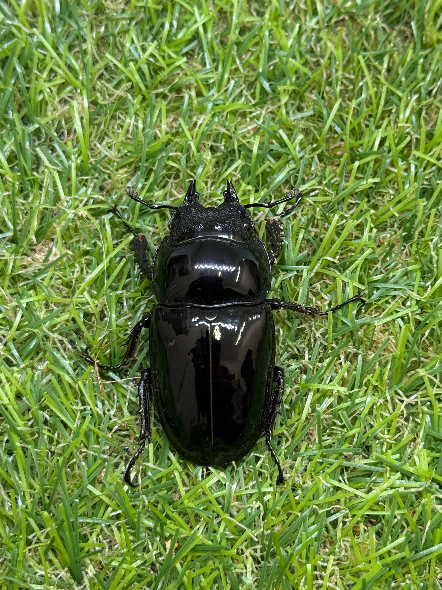 レギウスオオツヤクワガタ　♂76.4mm成虫ペア