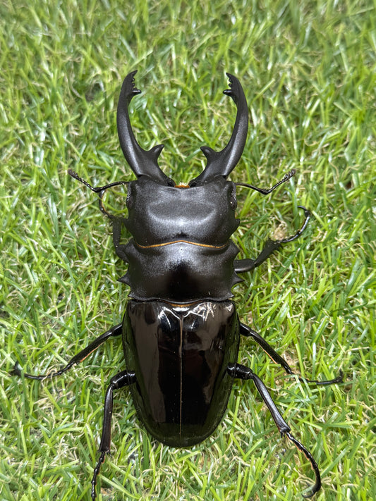 インターメディアツヤクワガタ　♂92.5mm成虫ペア
