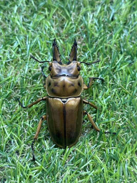 ババオウゴンオニクワガタ　♂56.5mm成虫ペア