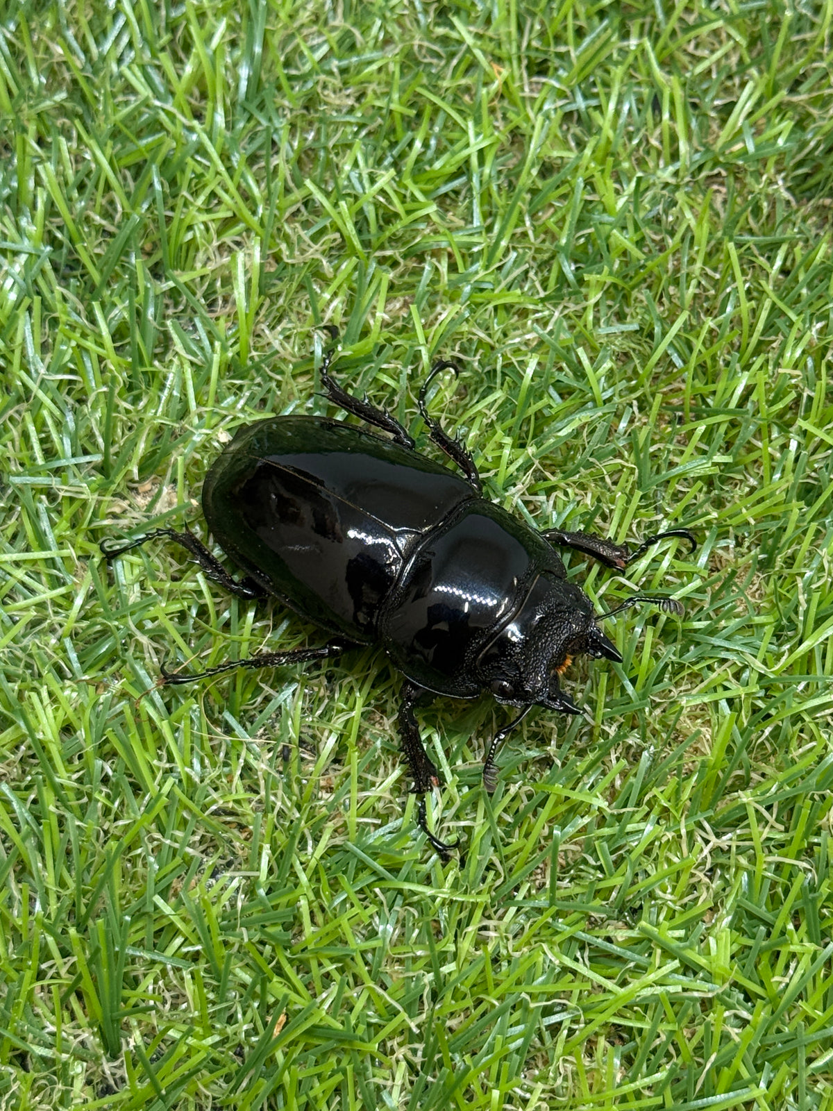 レギウスオオツヤクワガタ　♂76.4mm成虫ペア