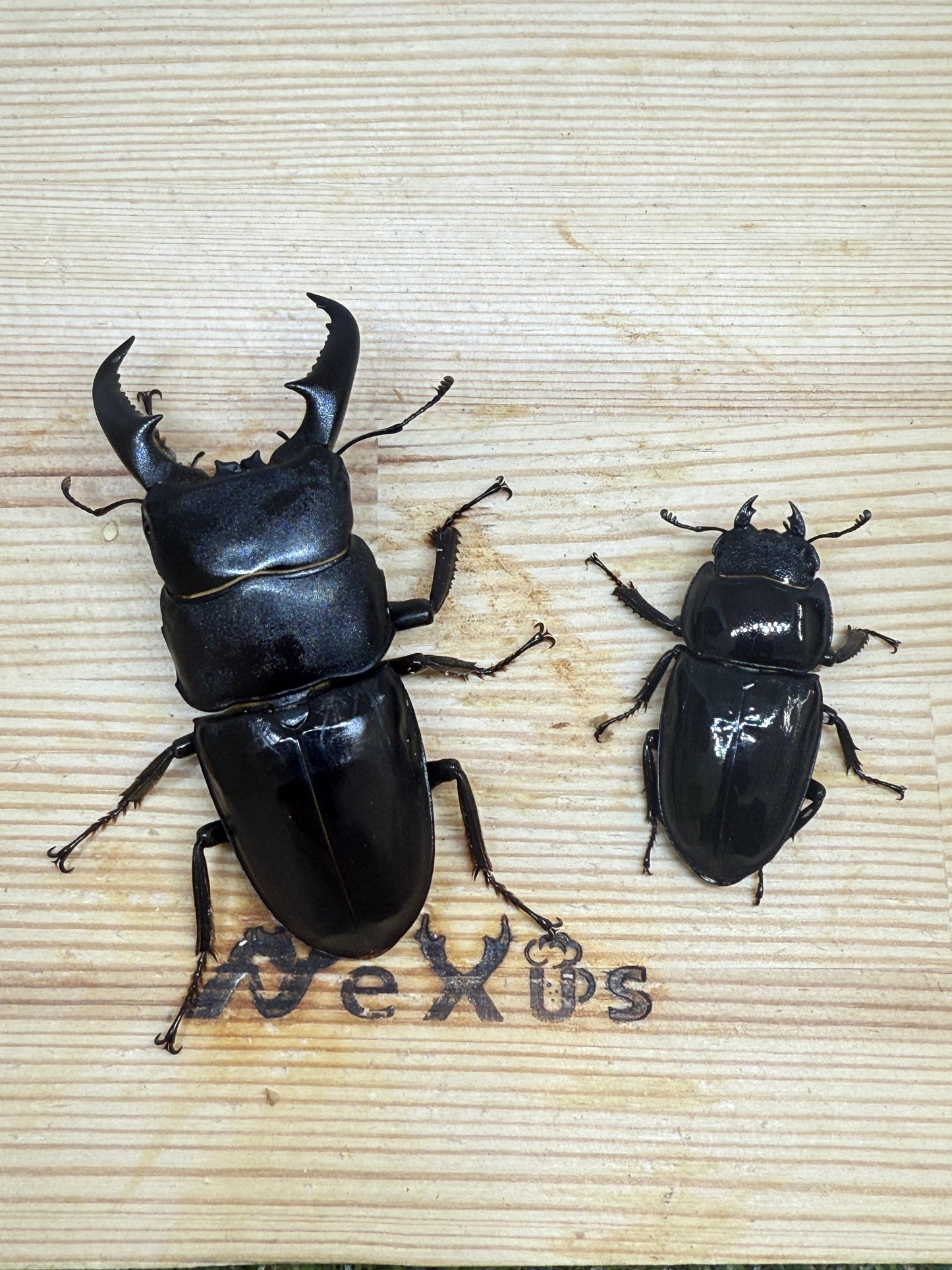 オキノエラブヒラタクワガタ　♂65.6mm成虫ペア