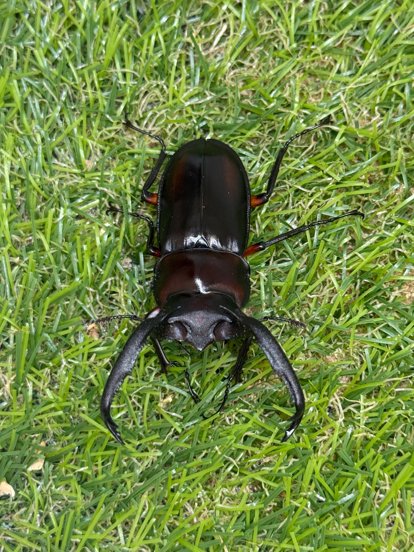 ディディエールシカクワガタ　♂63mm 成虫ペア
