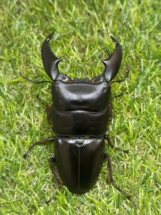 スマトラヒラタクワガタ　♂83mm単品