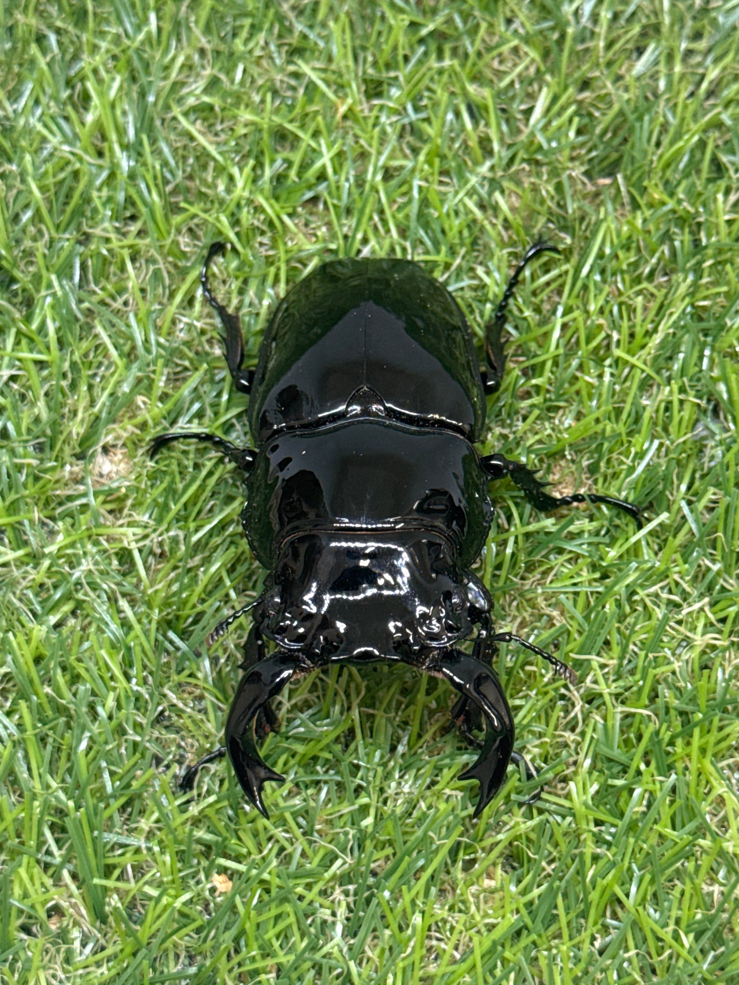 タランドゥスオオツヤクワガタ　♂80.5mm成虫ペア