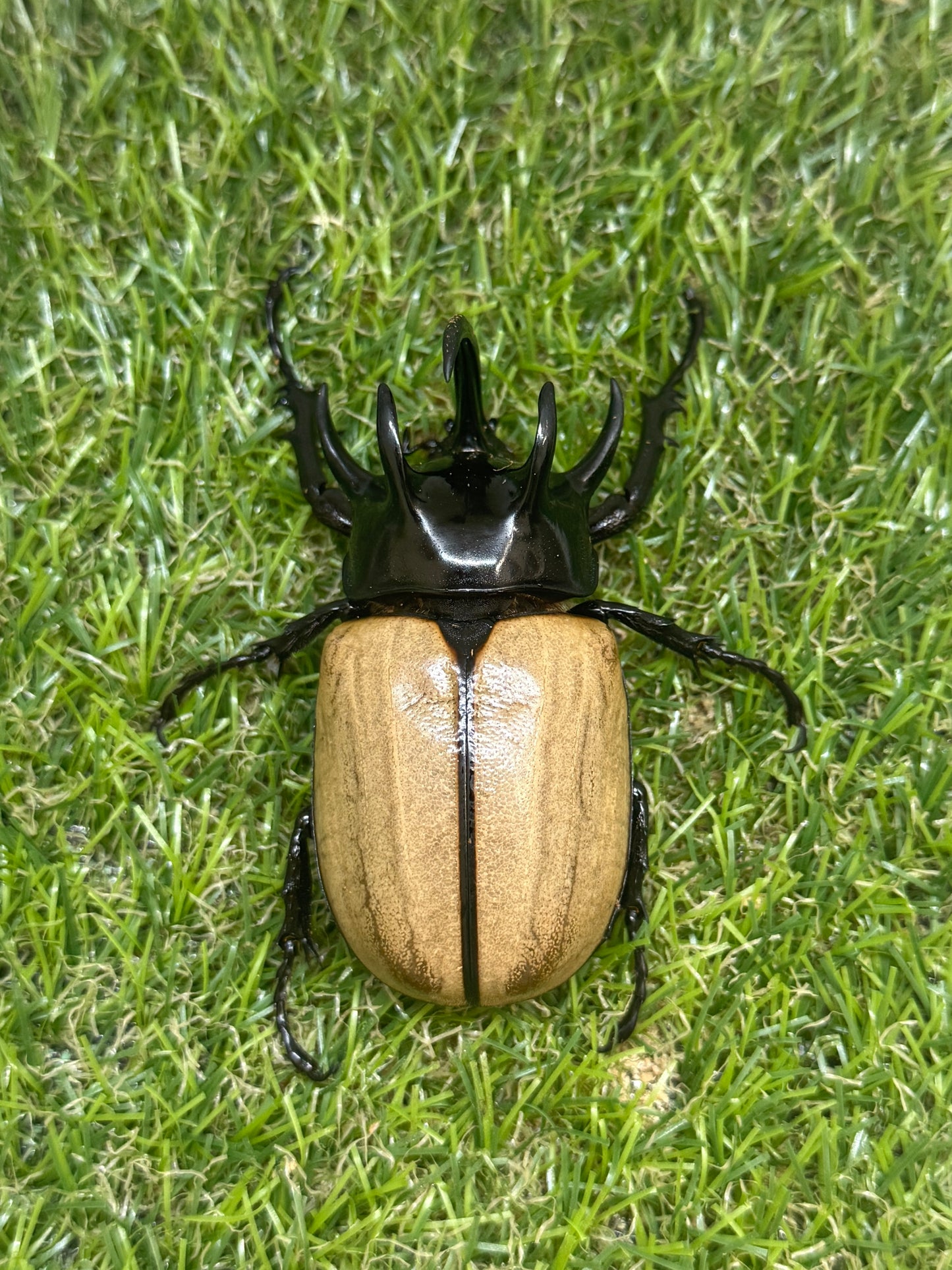 ゴホンヅノカブトWD　♂79.5mm成虫ペア
