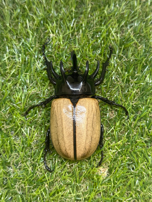 ゴホンヅノカブトWD　♂79.5mm成虫ペア
