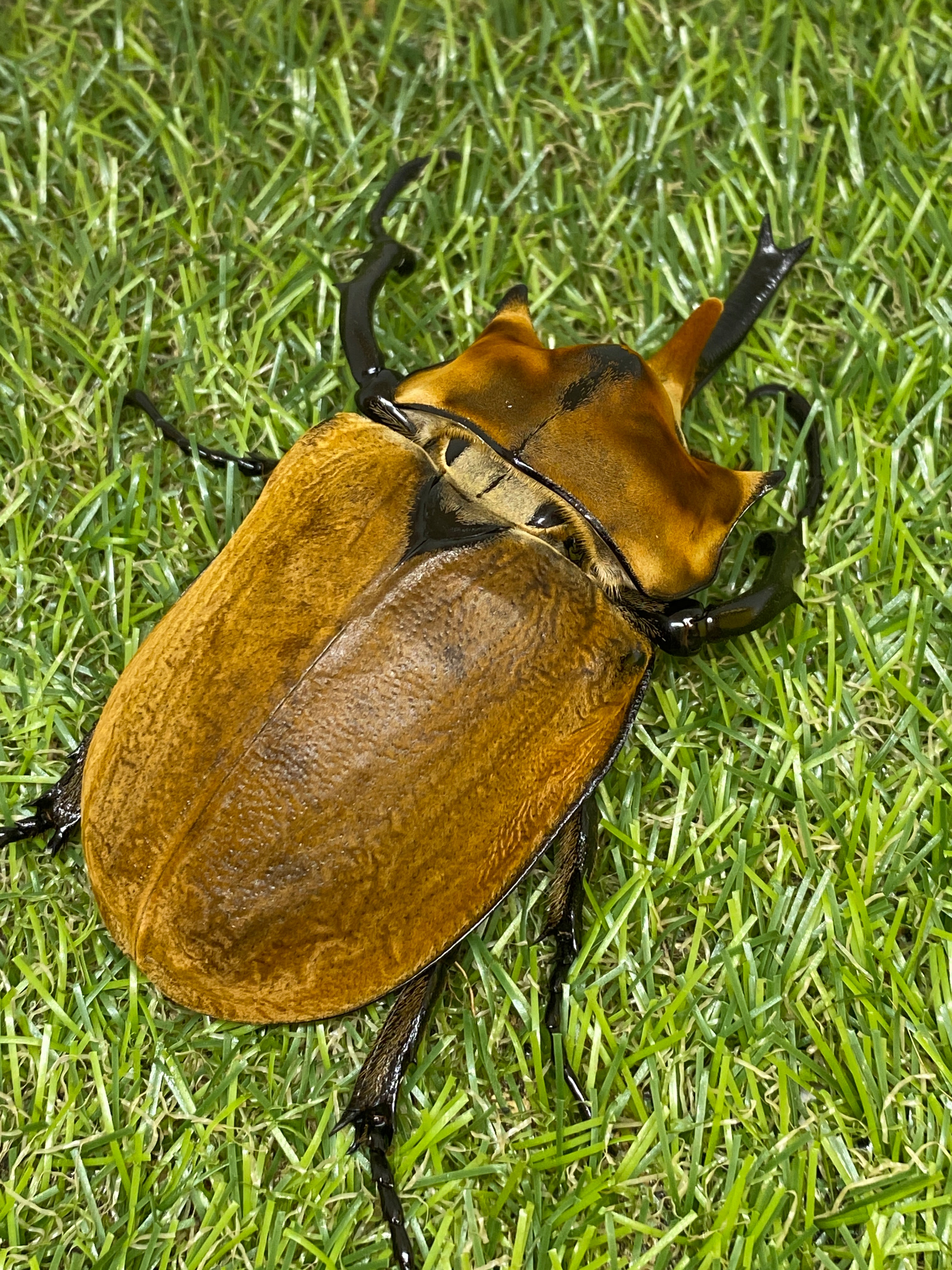 エレファスゾウカブト ♂100mm 成虫ペア – 昆虫ショップNexus