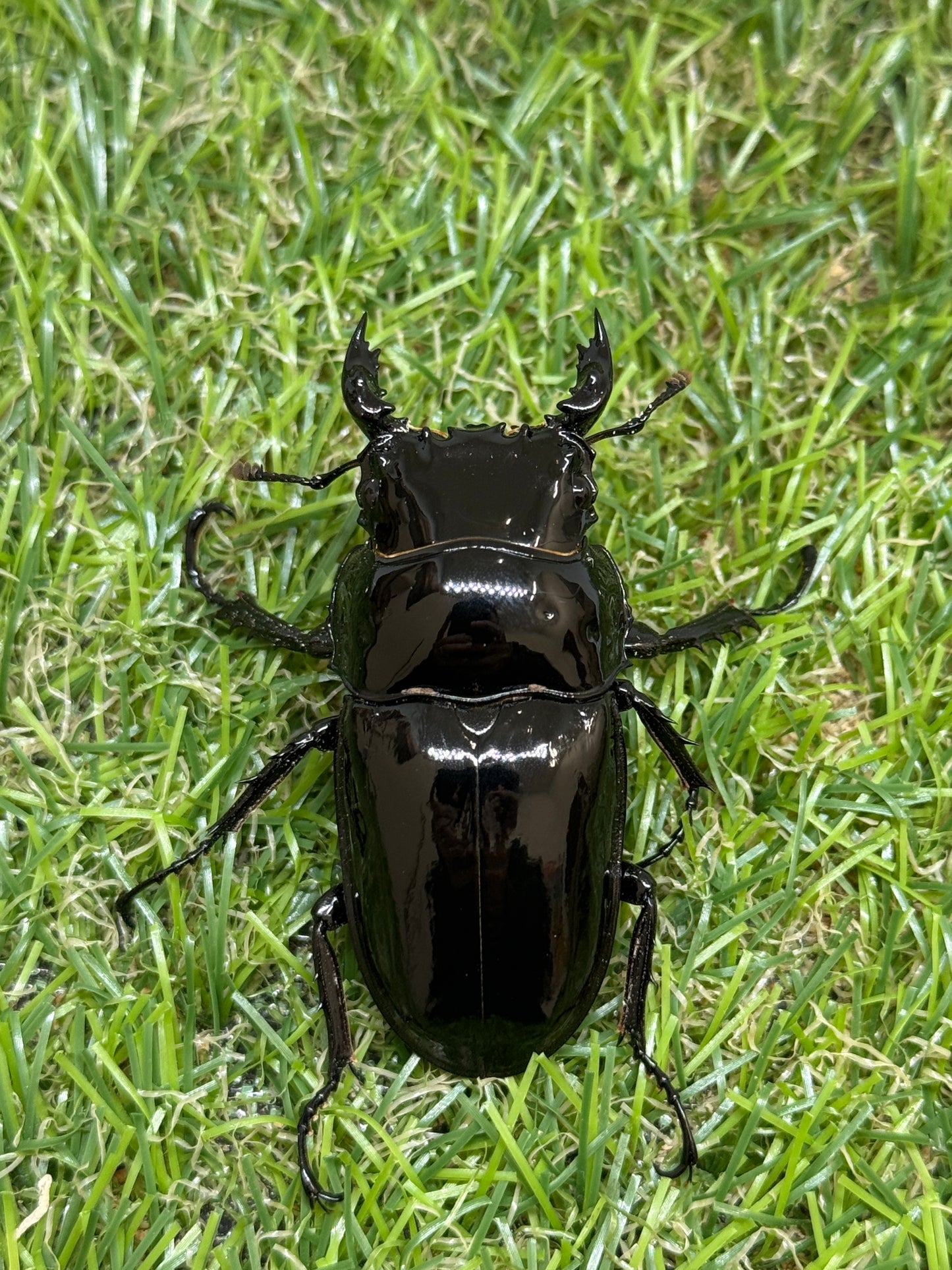 タランドゥスオオツヤクワガタ　♂56mm成虫ペア