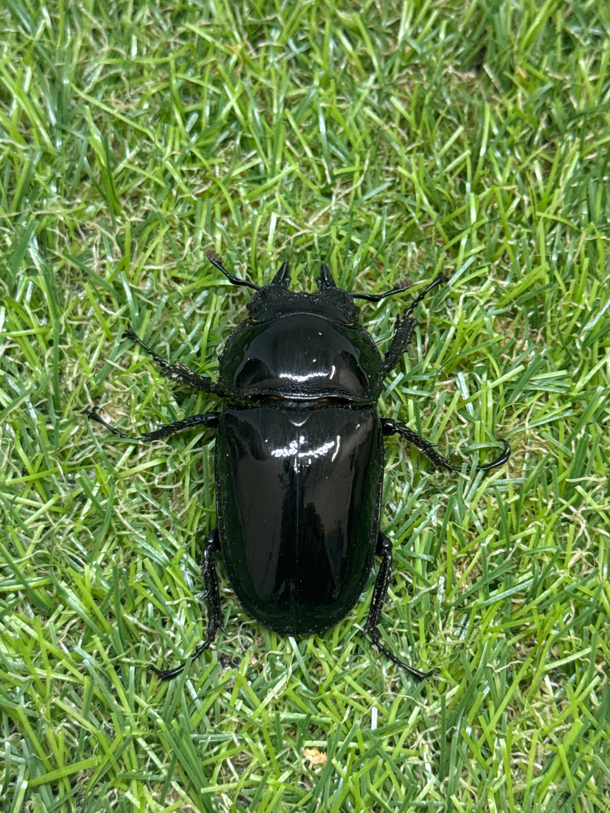 タランドゥスオオツヤクワガタ　♂78.3mm成虫ペア