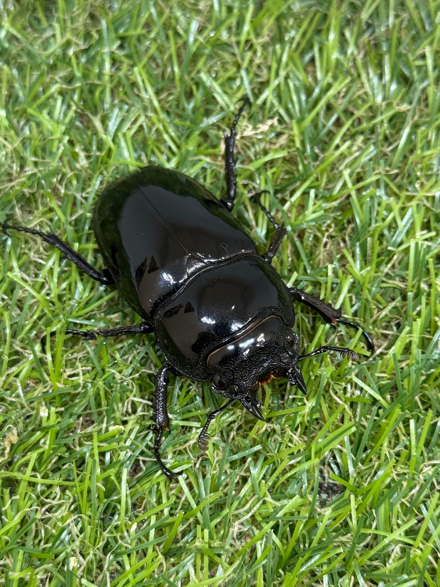 タランドゥスオオツヤクワガタ　♂84.8mm成虫ペア