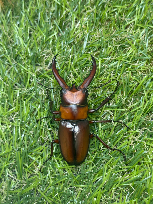 トカラノコギリクワガタ freeサイズ成虫ペア
