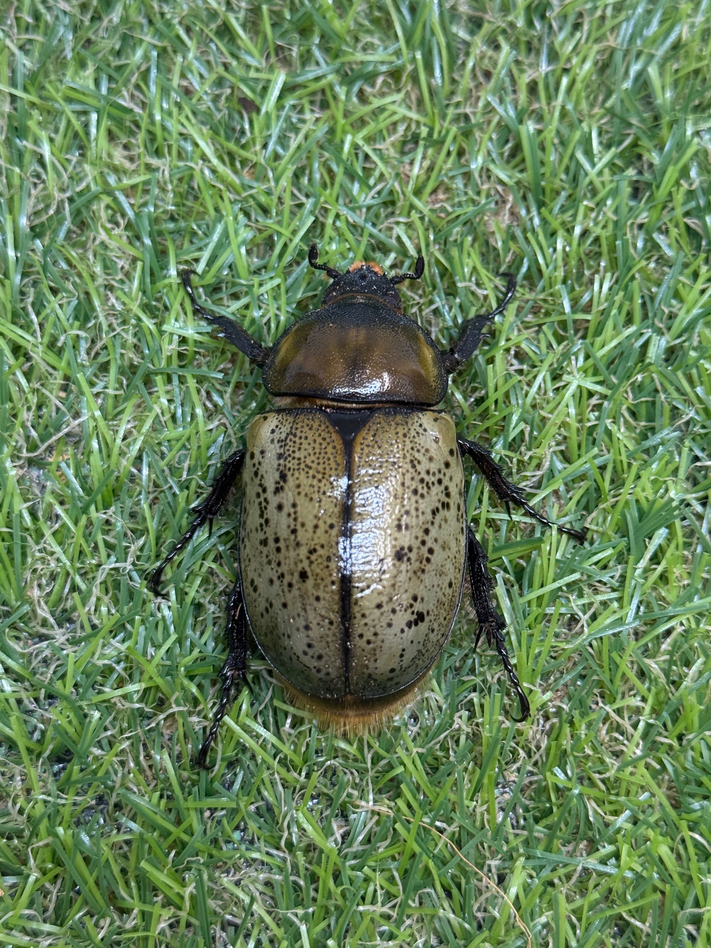 ティティウスシロカブト　♂64.5mm成虫ペア