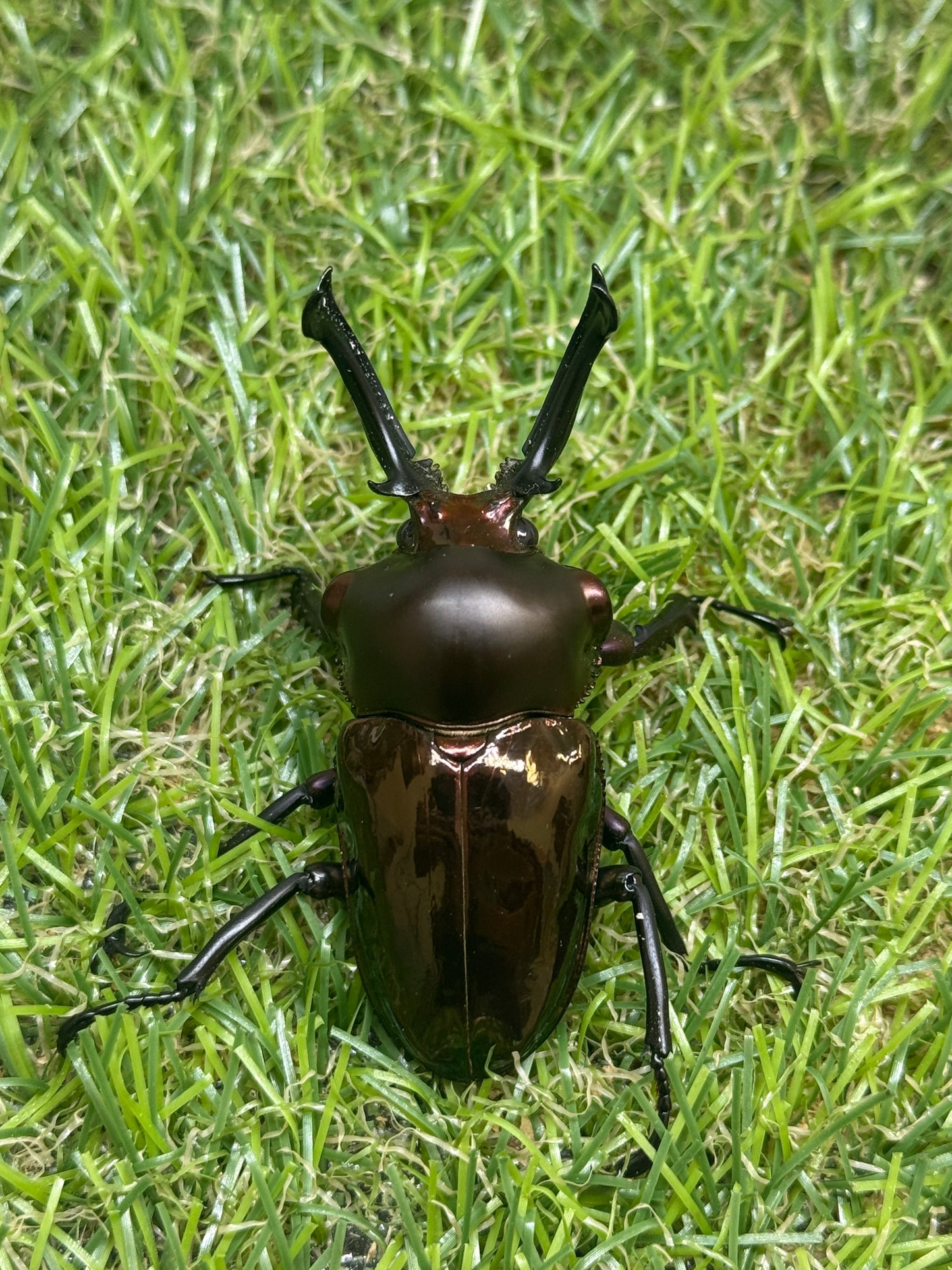ニジイロクワガタ(レッド系)　♂58mm成虫ペア
