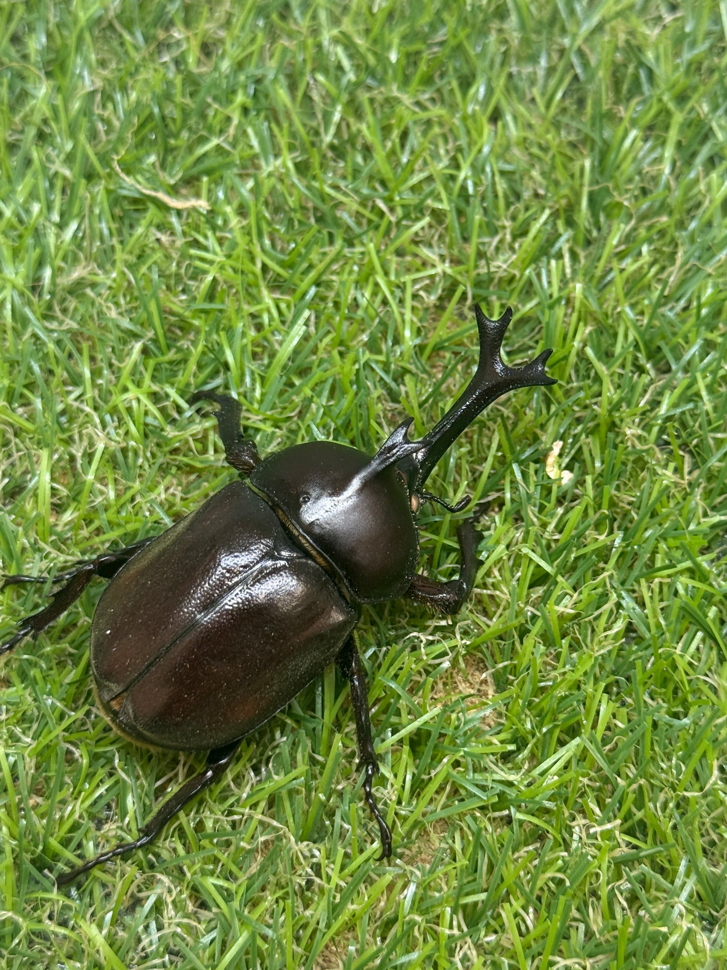 カブトムシ(ホワイトアイ血統)　サイズfree成虫ペア