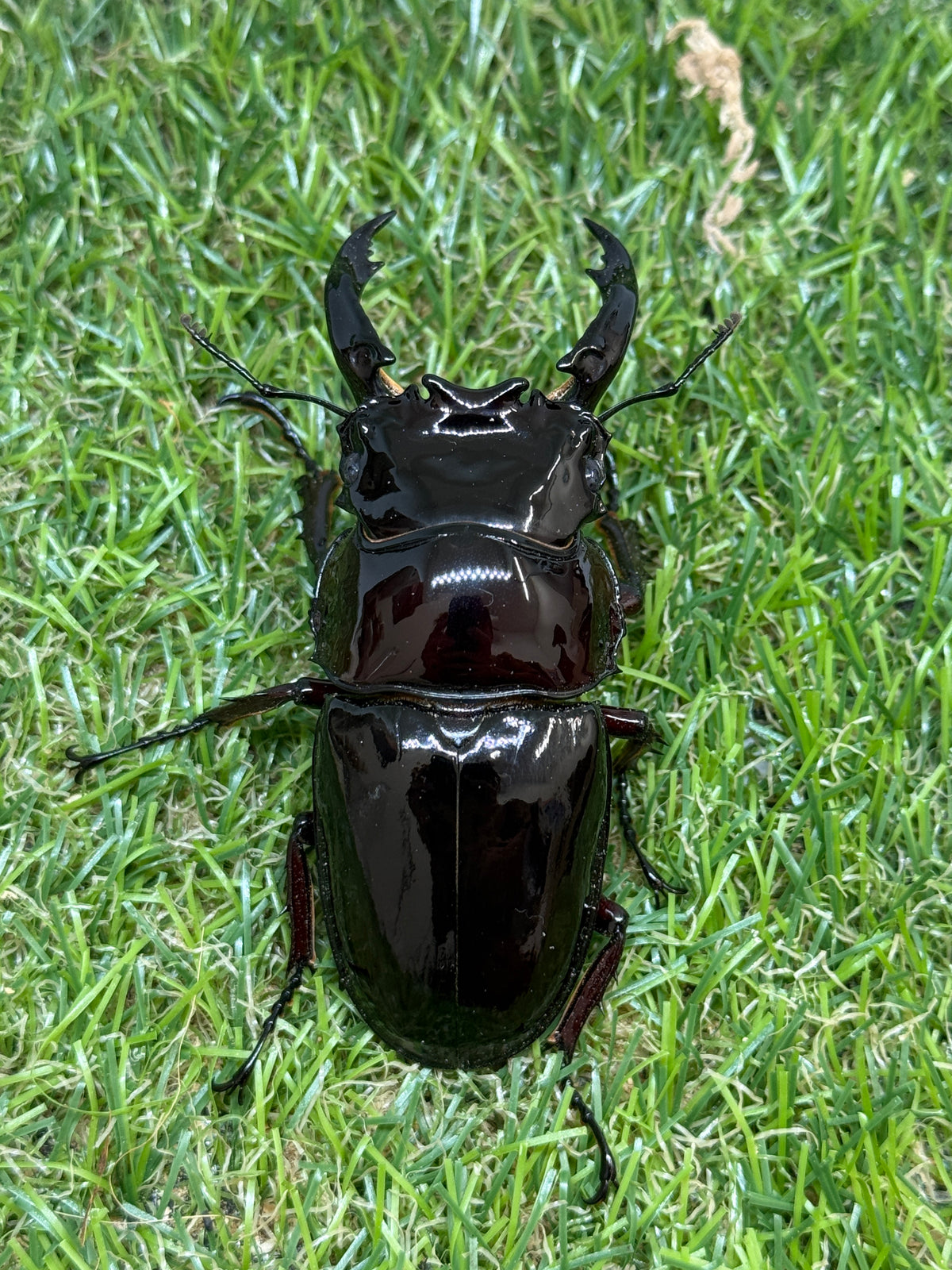 レギウスオオツヤクワガタ　♂80.7mm成虫ペア