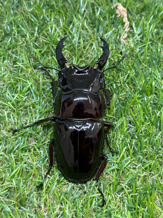 レギウスオオツヤクワガタ　♂80.7mm成虫ペア