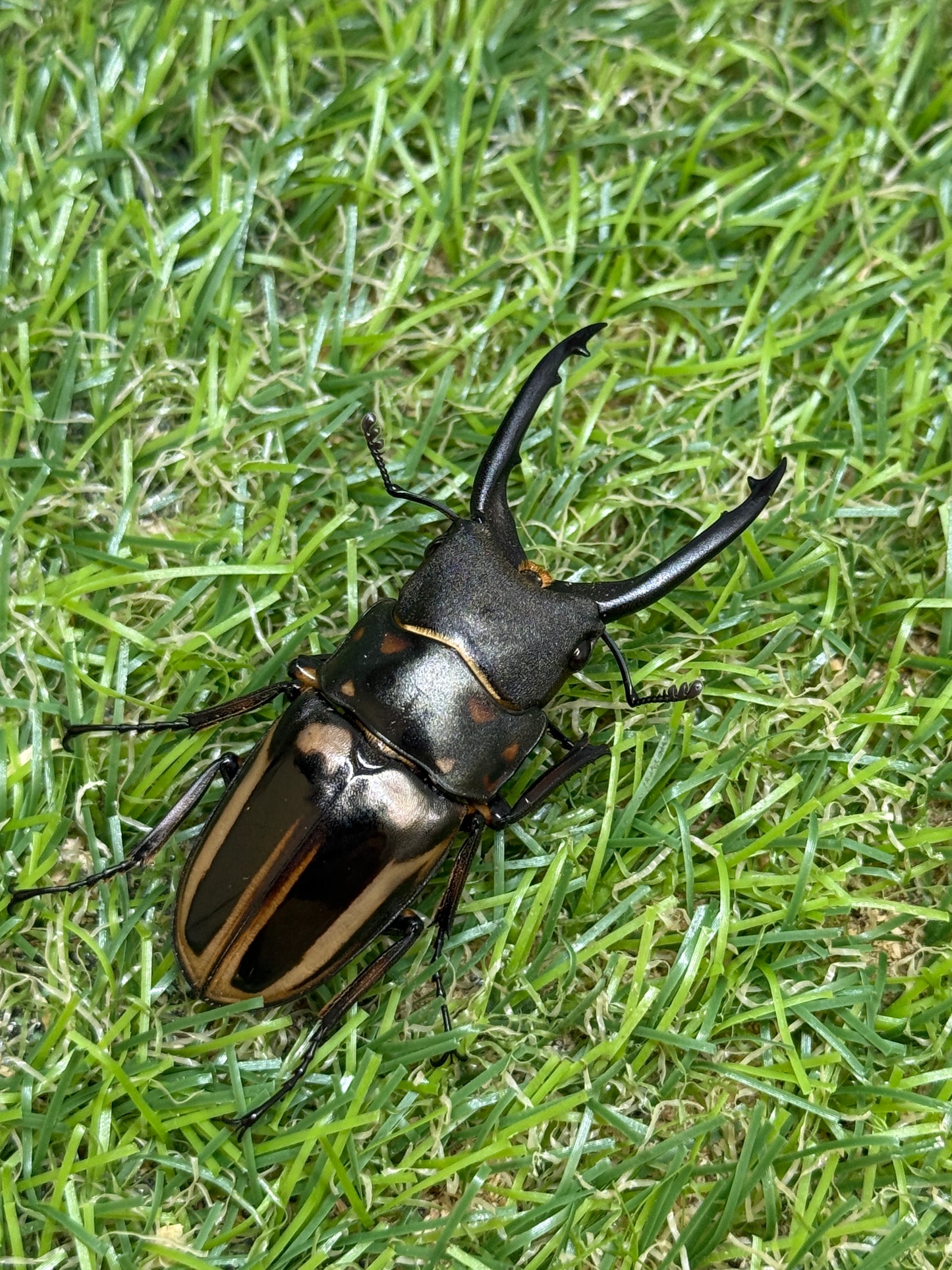 ゼブラノコギリクワガタ亜種ルソンエンシス　♂41mm成虫ペア