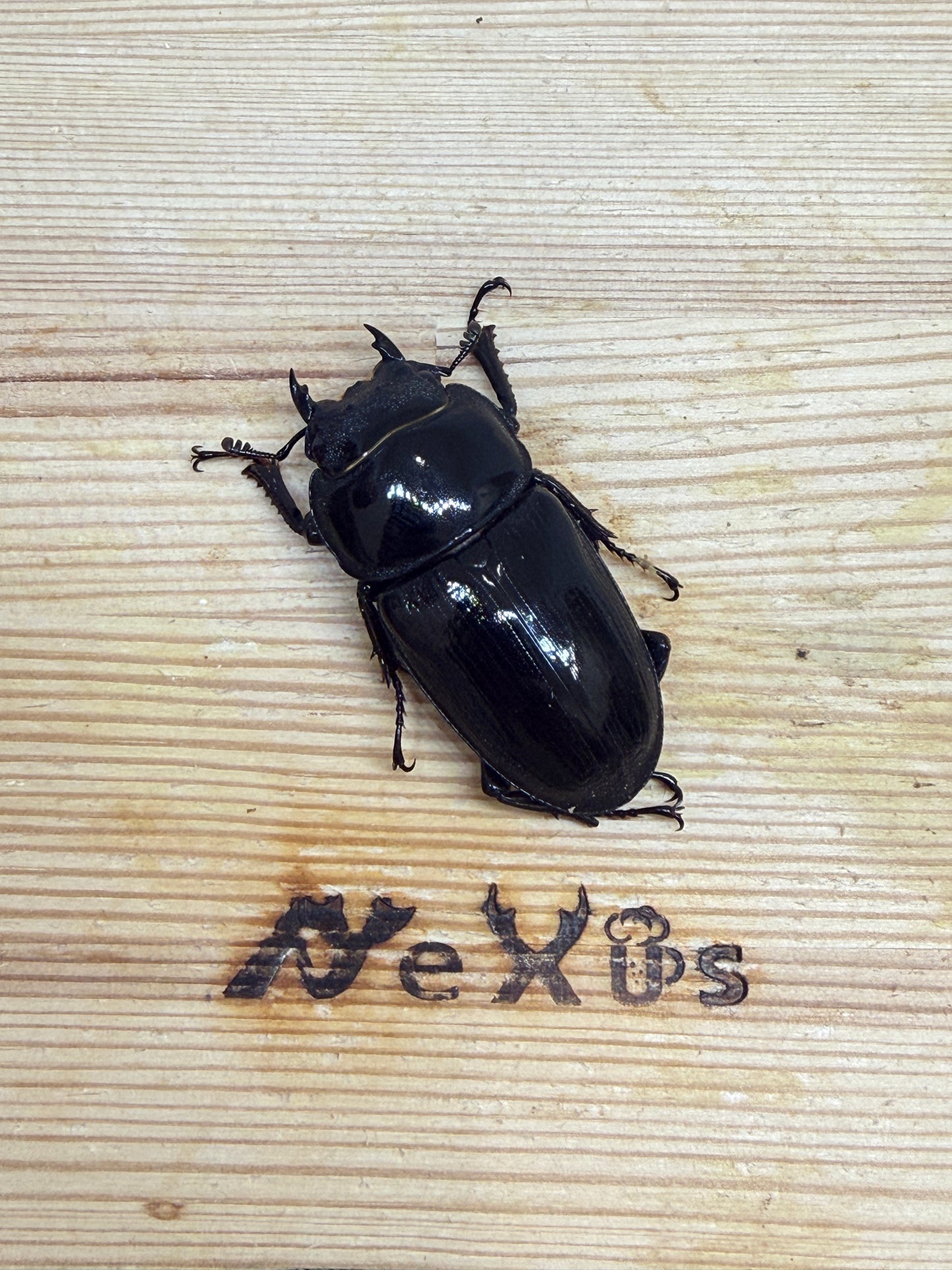 グランディスオオクワガタ　♀47.4mm単品