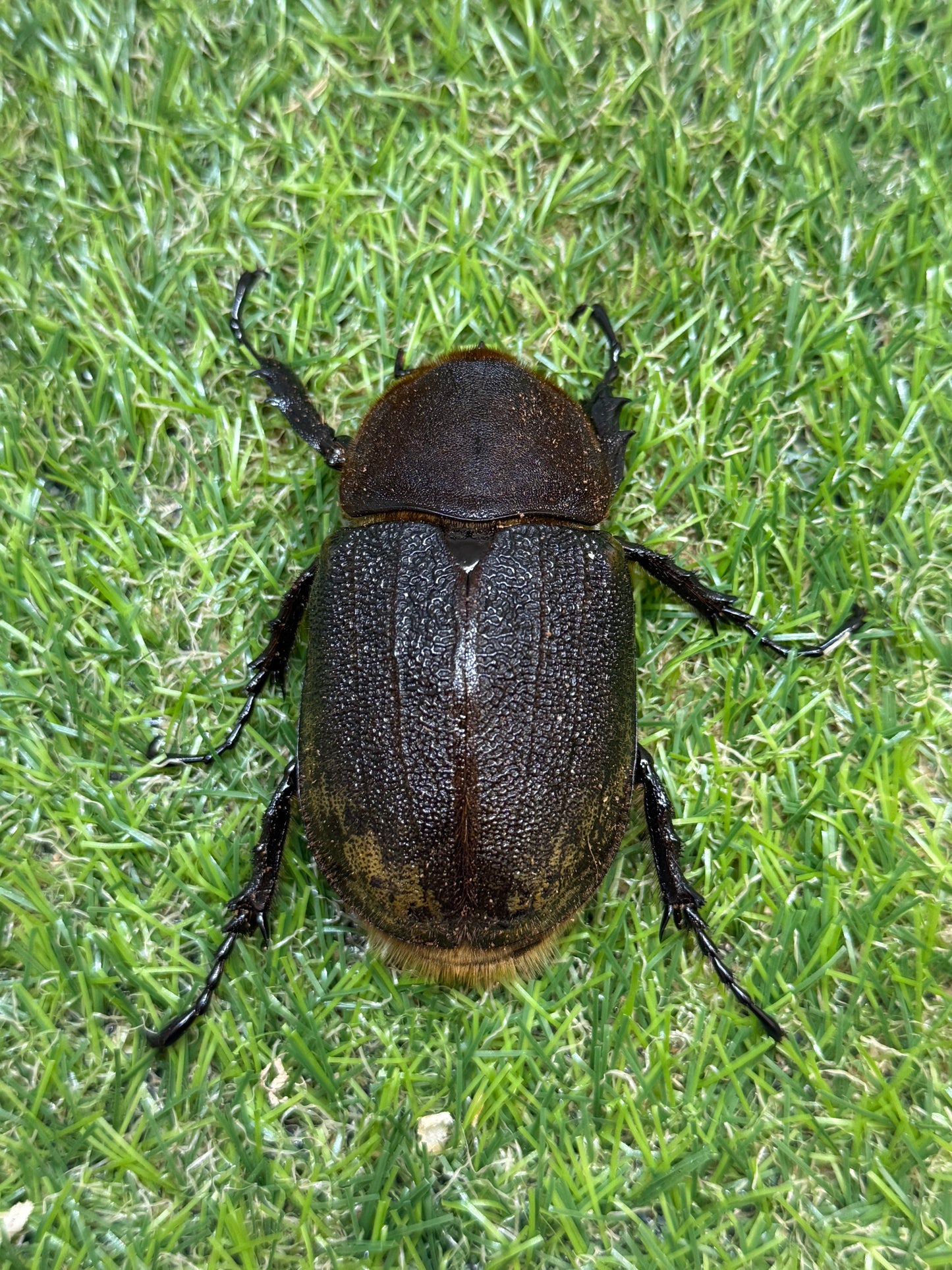 DH･ヘラクレス　♂143mm成虫ペア
