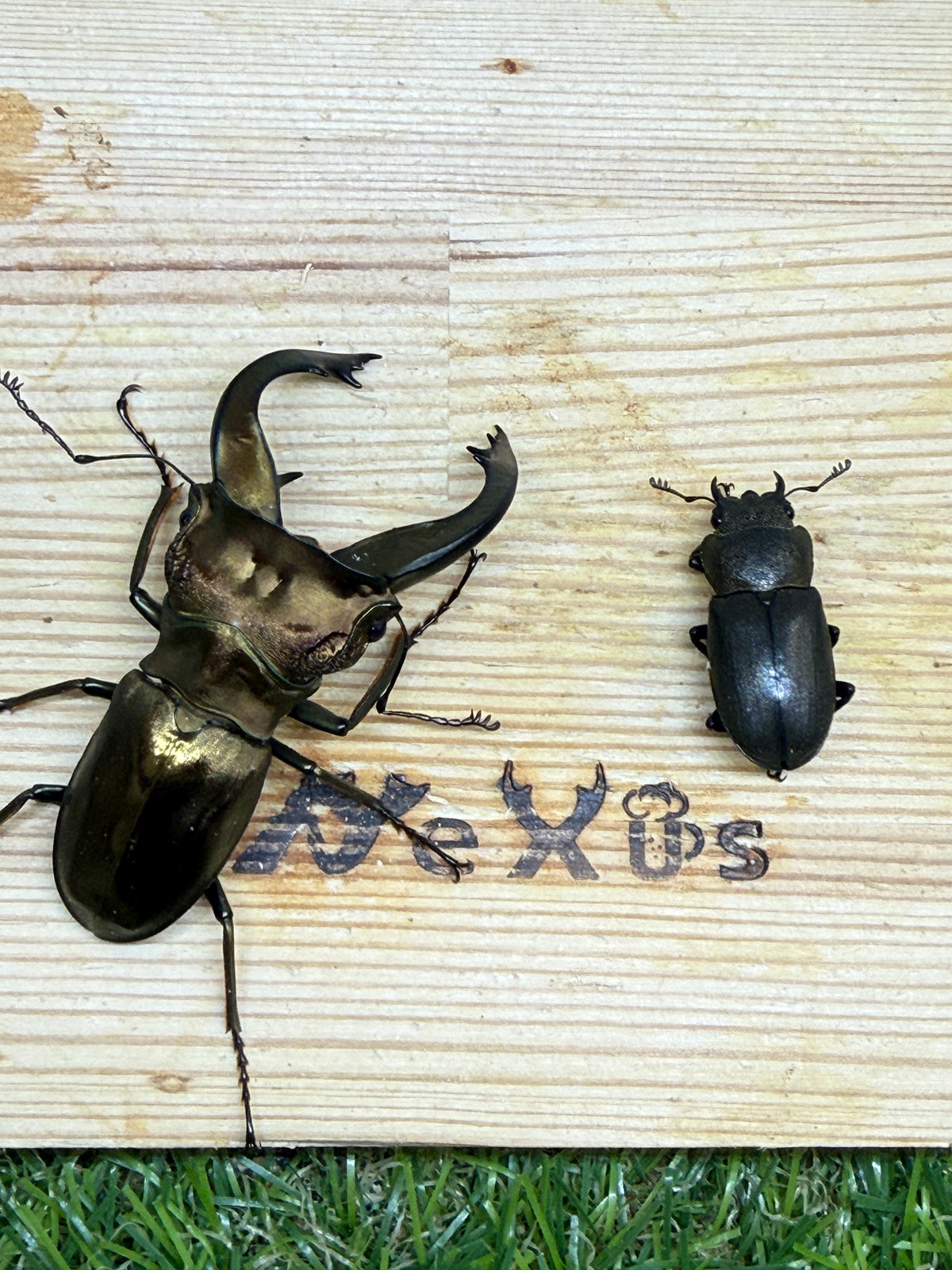 スペキオススホソアカクワガタ　♂58mm成虫ペア