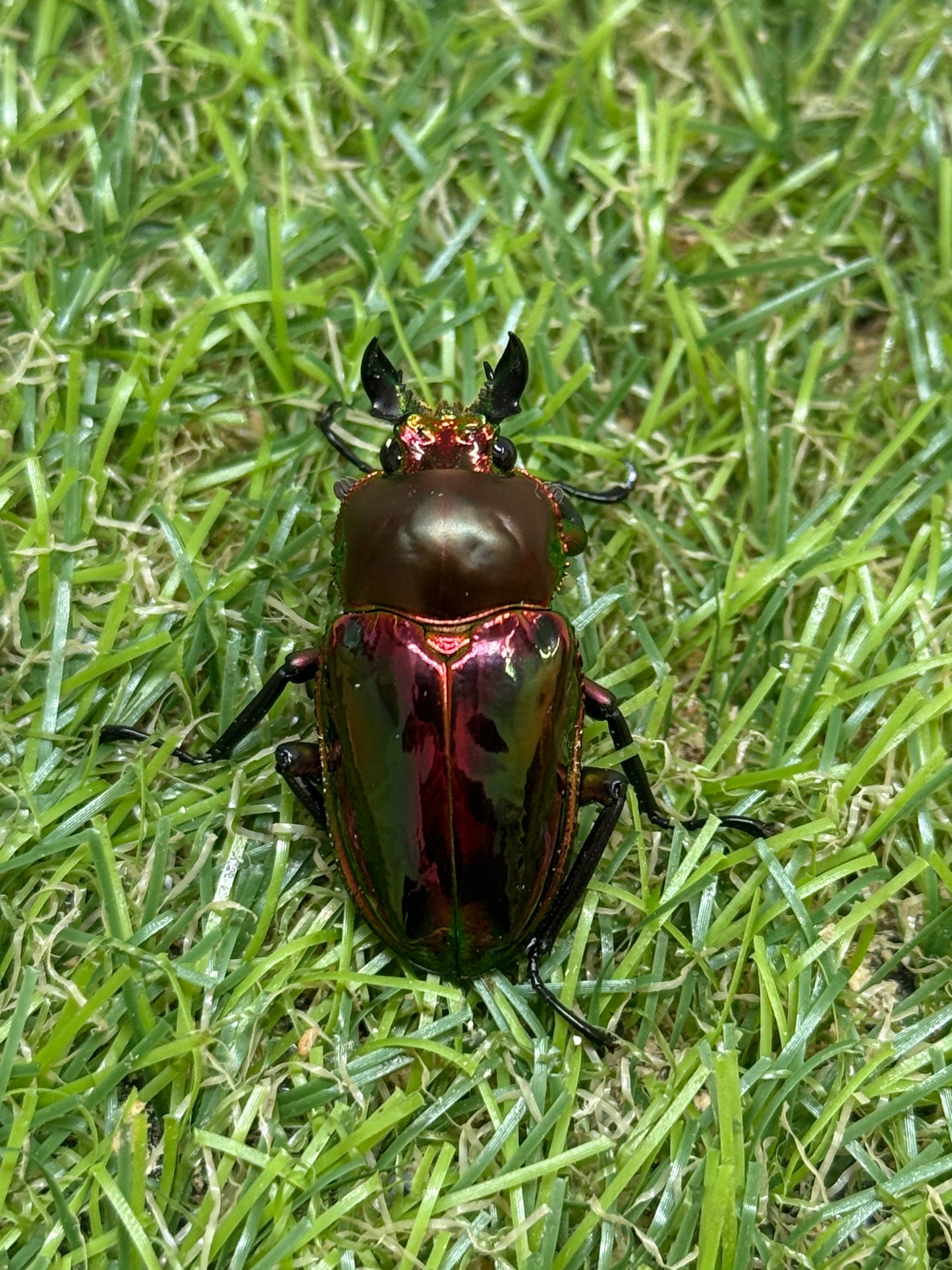 ニジイロクワガタ(レッド系)　freeサイズ成虫ペア