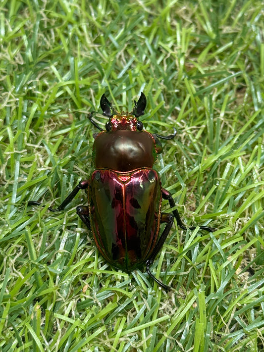 ニジイロクワガタ(レッド系)　freeサイズ成虫ペア