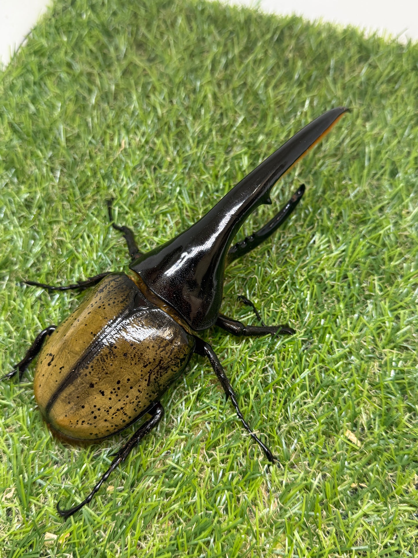 DH･ヘラクレス　♂154mm成虫ペア
