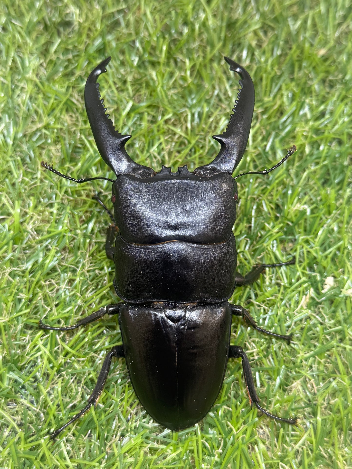 パラワンオオヒラタクワガタ(ピンクアイ血統)♂102mm　成虫ペア