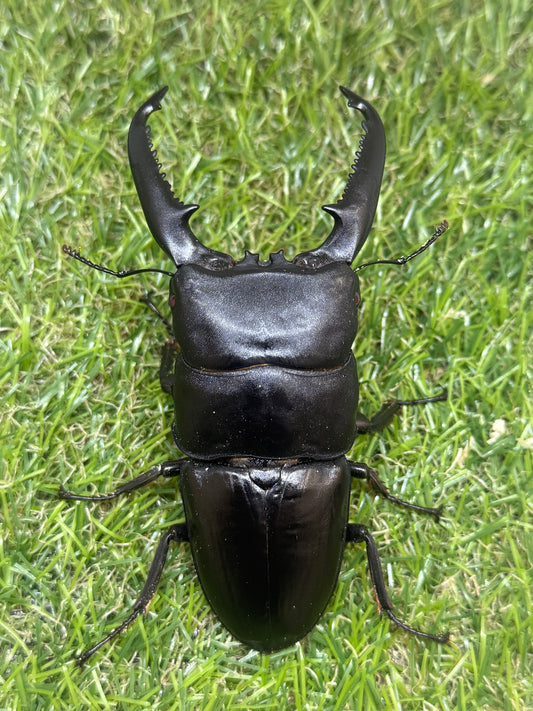 パラワンオオヒラタクワガタ(ピンクアイ血統)♂102mm　成虫ペア