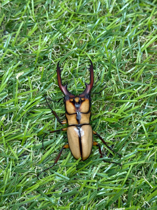カネギエーテルノコギリクワガタ　♂39mm成虫ペア