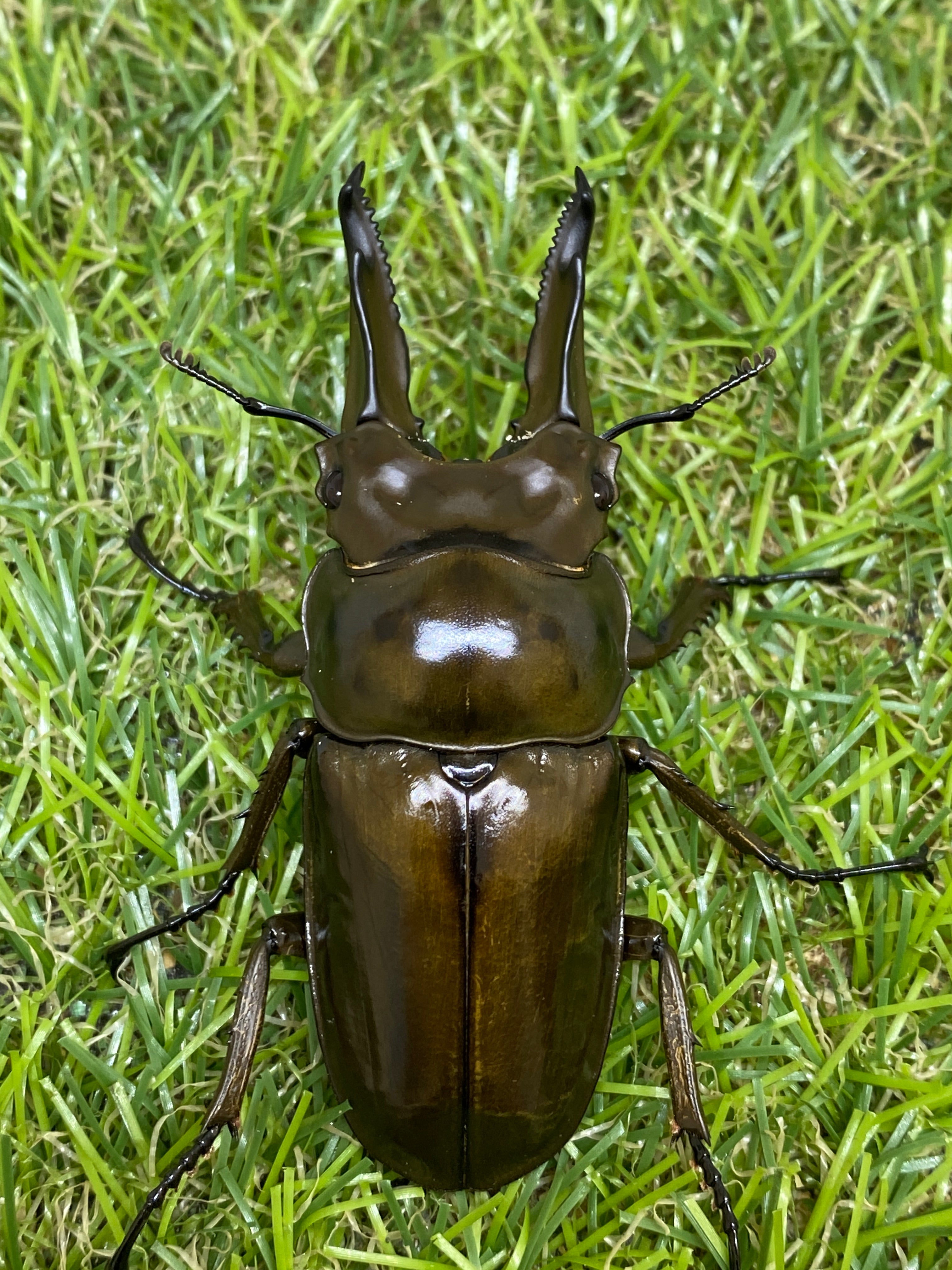 ババオウゴンオニクワガタ ♂69.5mm 成虫ペア – 昆虫ショップNexus