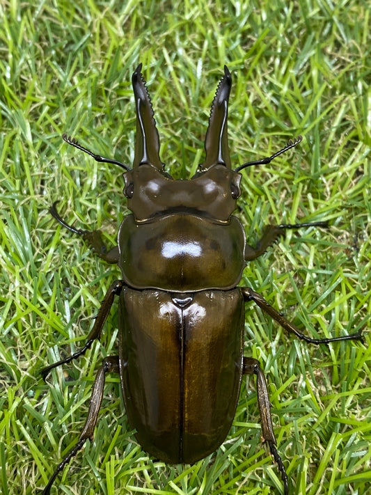 ババオウゴンオニクワガタ　♂69.5mm　成虫ペア