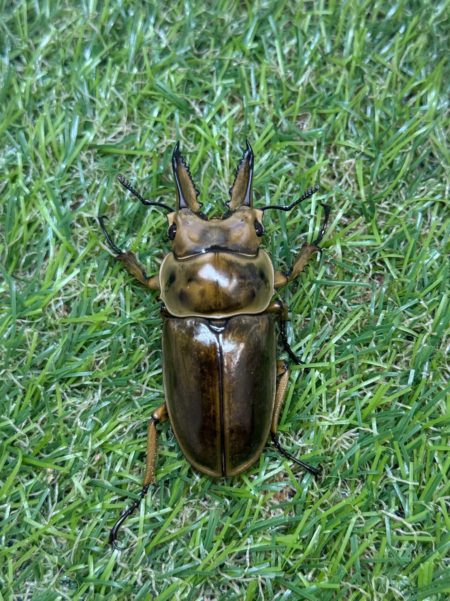 ババオウゴンオニクワガタ　♂56.2mm成虫ペア