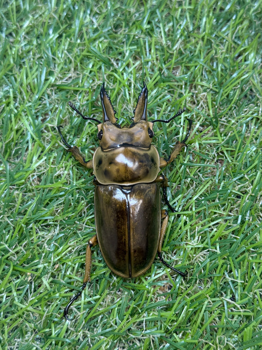ババオウゴンオニクワガタ　♂56.2mm成虫ペア