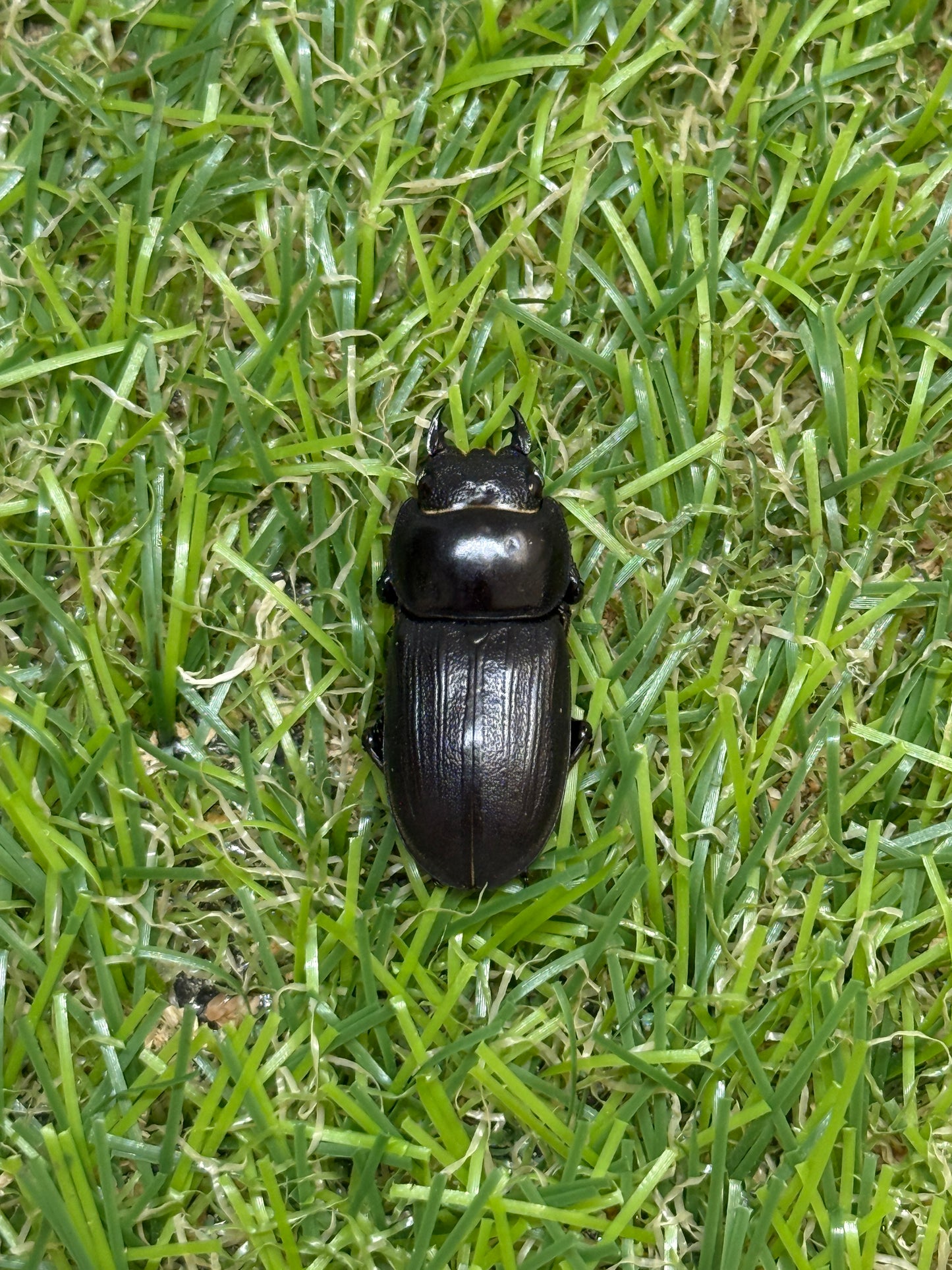 ミークヒラタクワガタ亜種ジャスミン　♂37.4mm成虫ペア