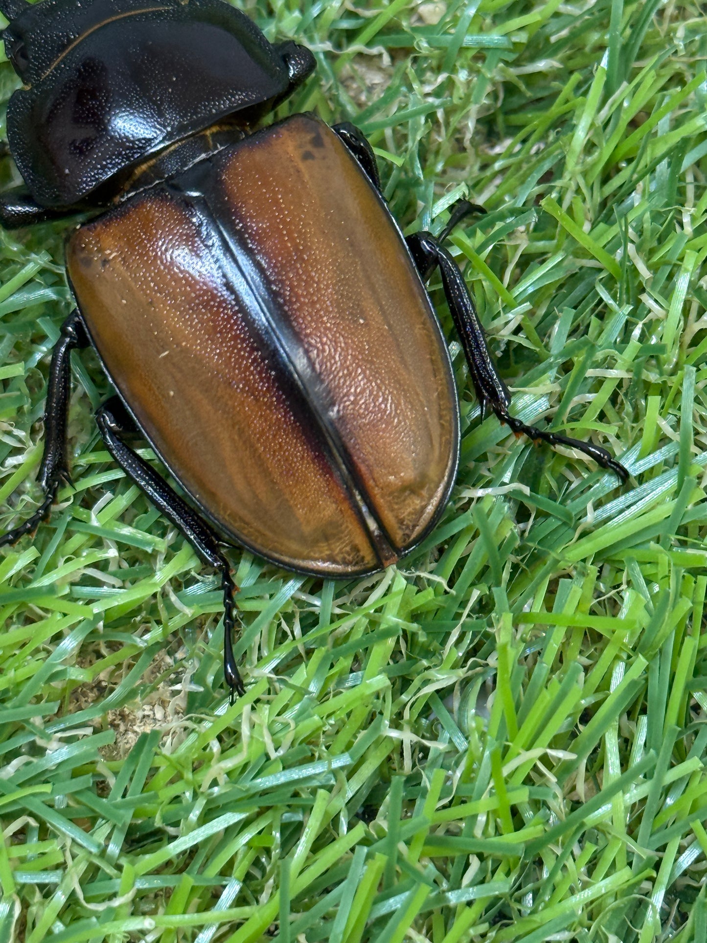 ラフェルトノコギリクワガタ　♂75mm成虫トリオ