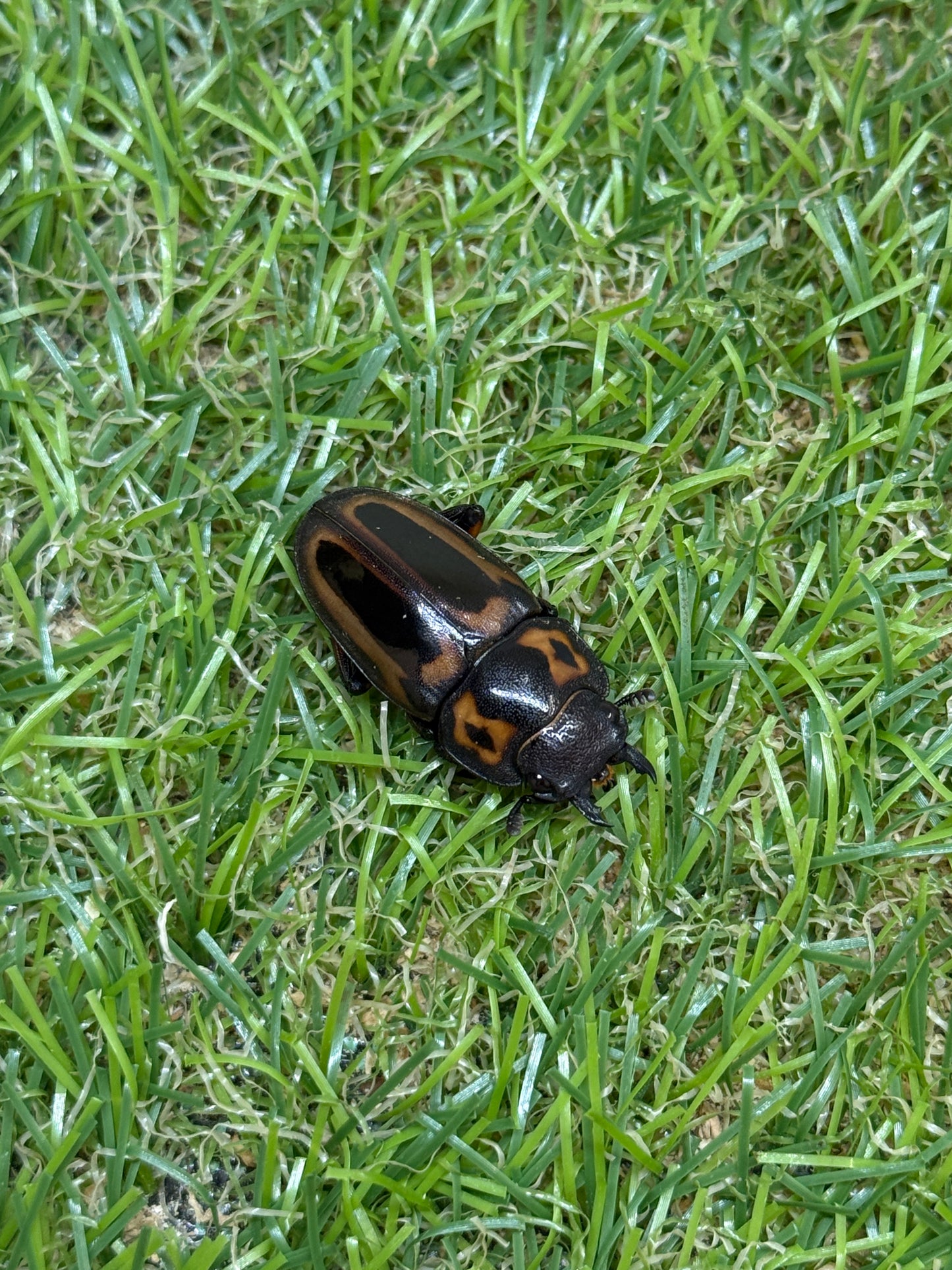 ゼブラノコギリクワガタ亜種ルソンエンシス　♂41mm成虫ペア
