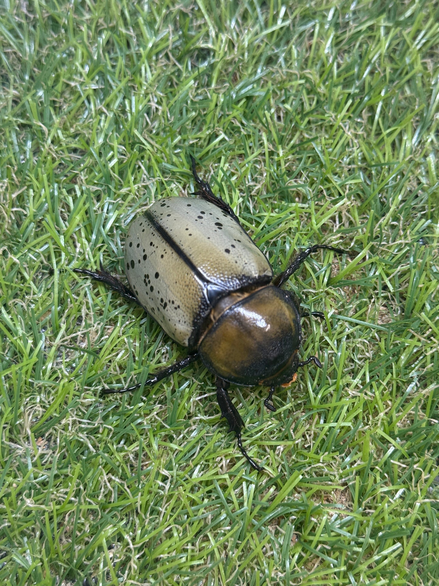 ティティウスシロカブト　♂65mm成虫ペア
