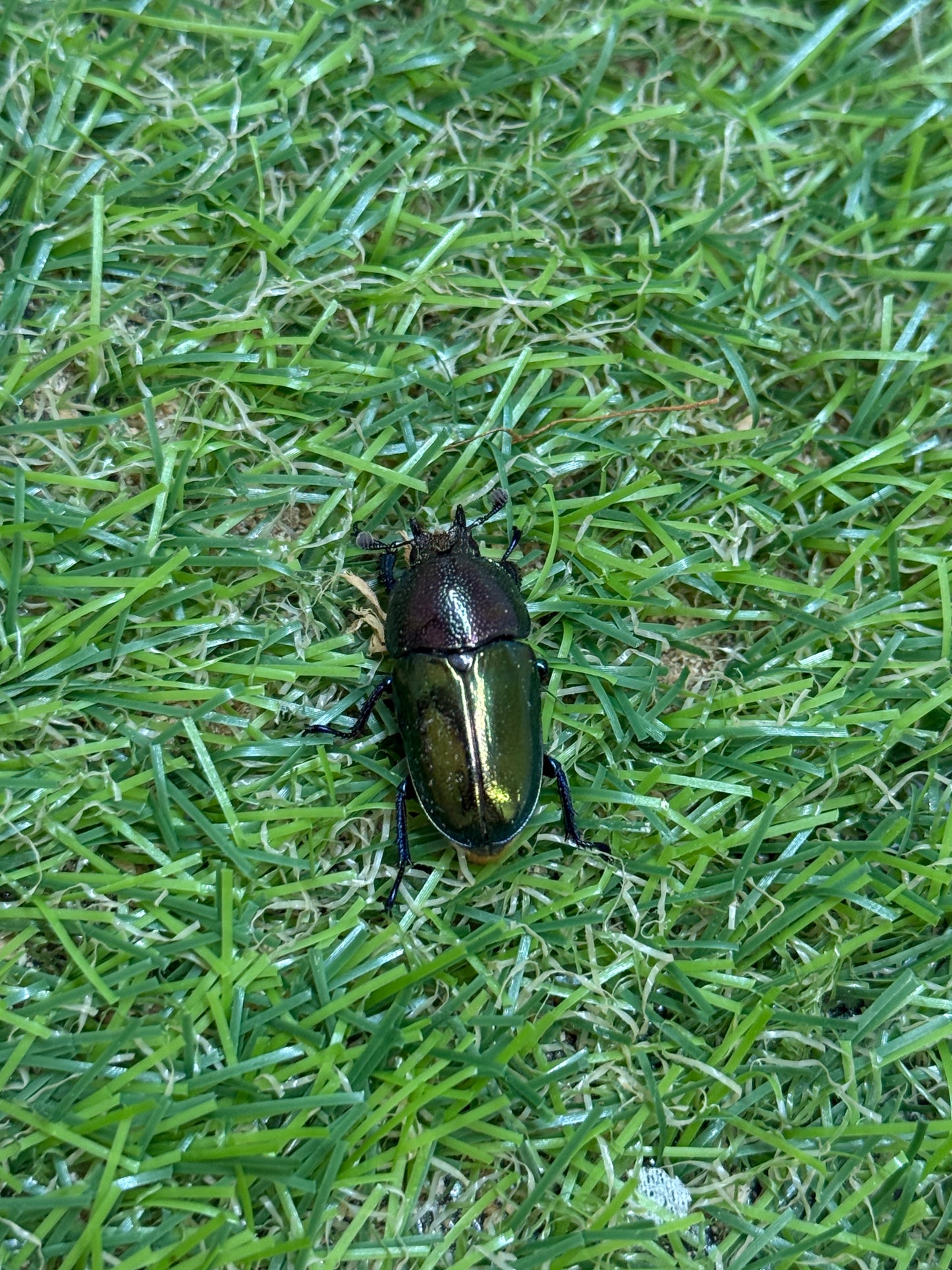 パプアキンイロクワガタ　♂freeサイズ成虫ペア