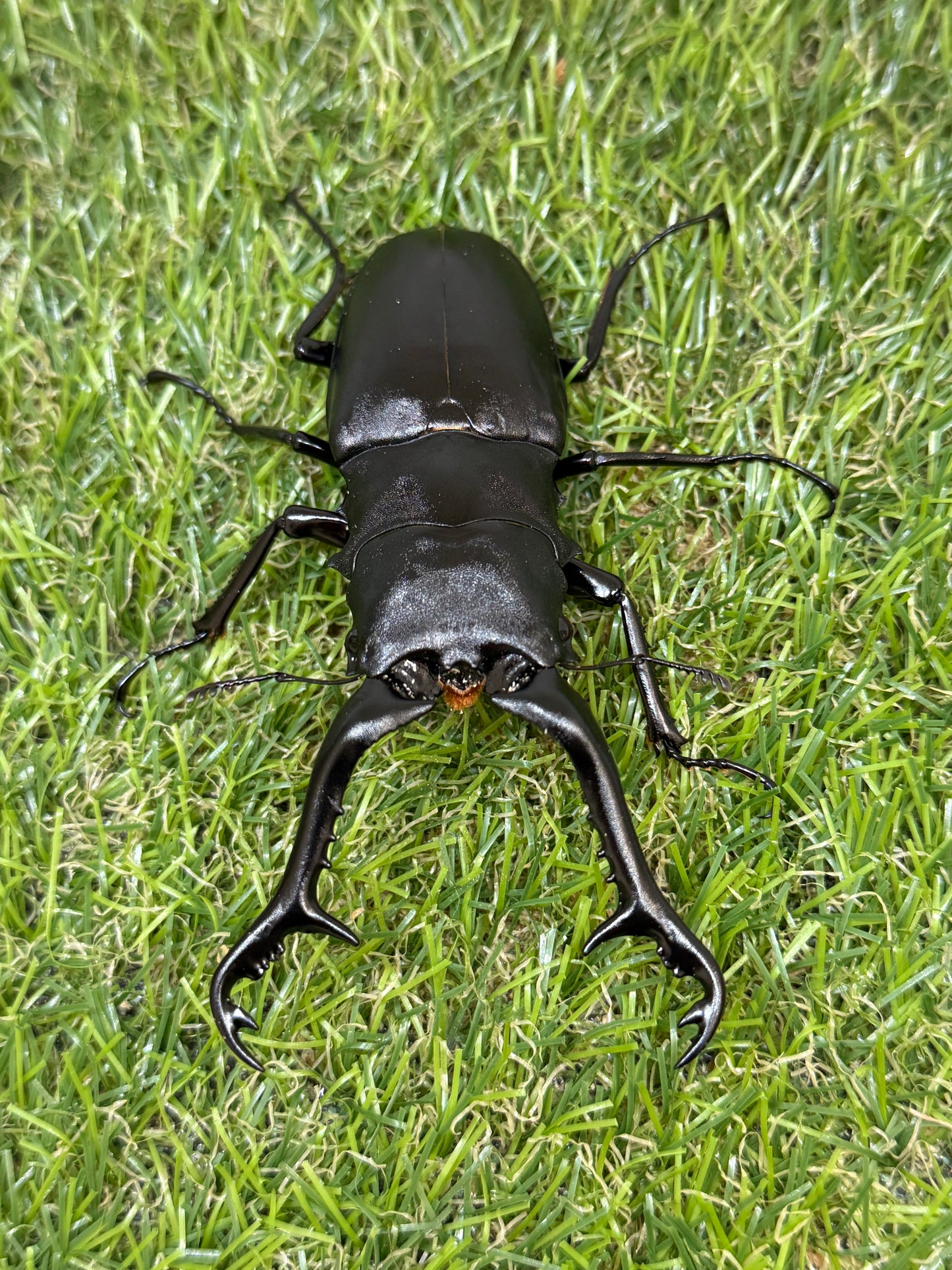 ギラファノコギリクワガタ　ケイスケ　♂102mm成虫ペア