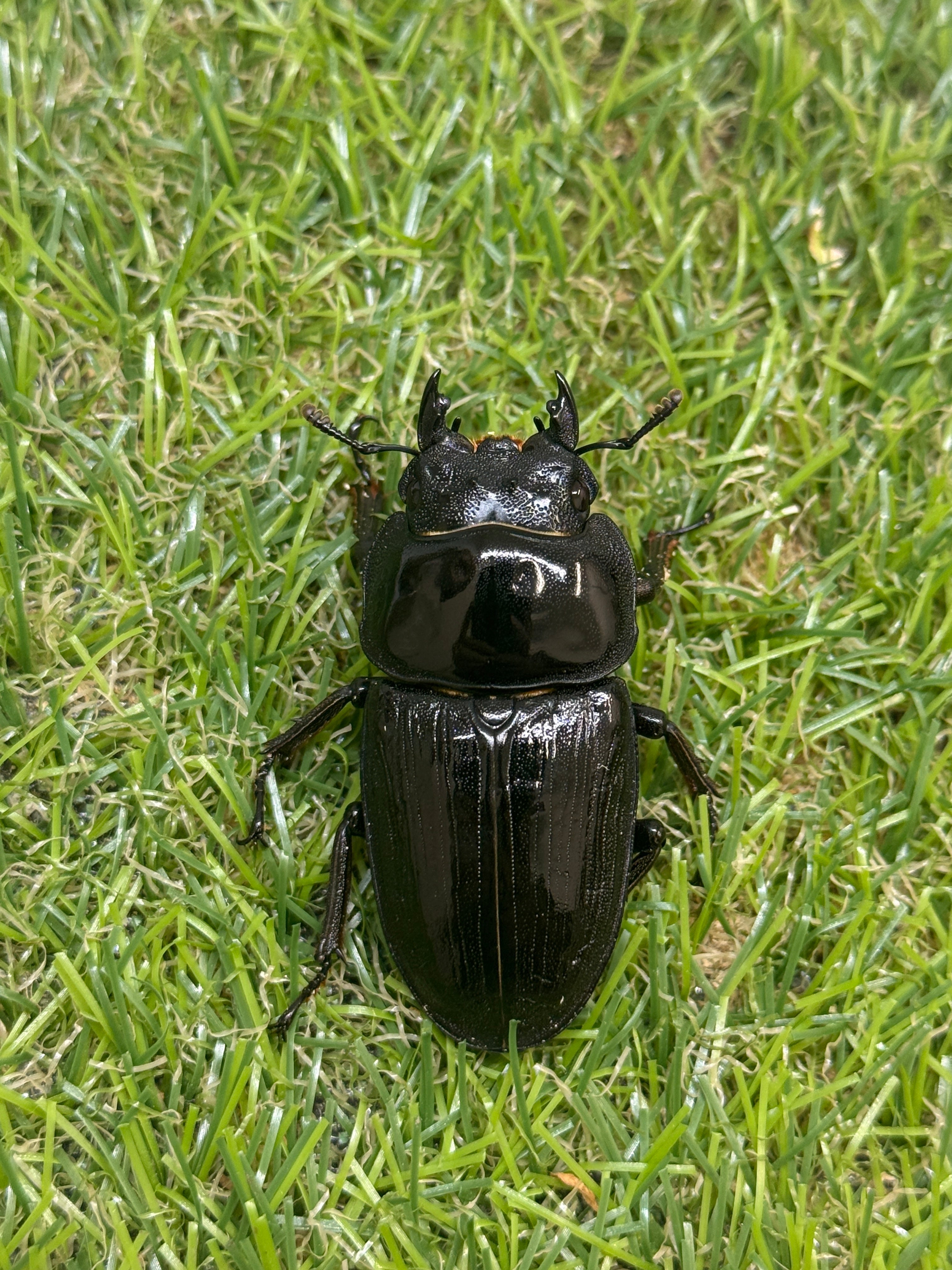 オオクワガタ 奈良輪川西 ♭72.1mm 成虫ペア｜兵庫県川西市産・CB