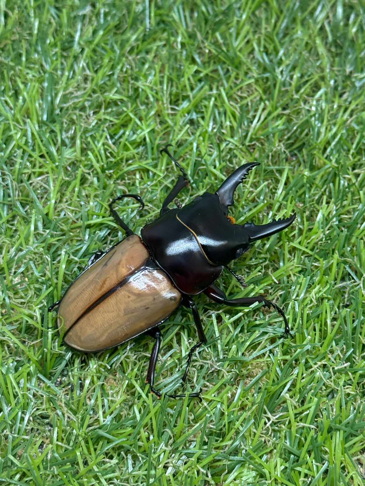 ラフェルトノコギリクワガタ　♂58.8mm成虫ペア