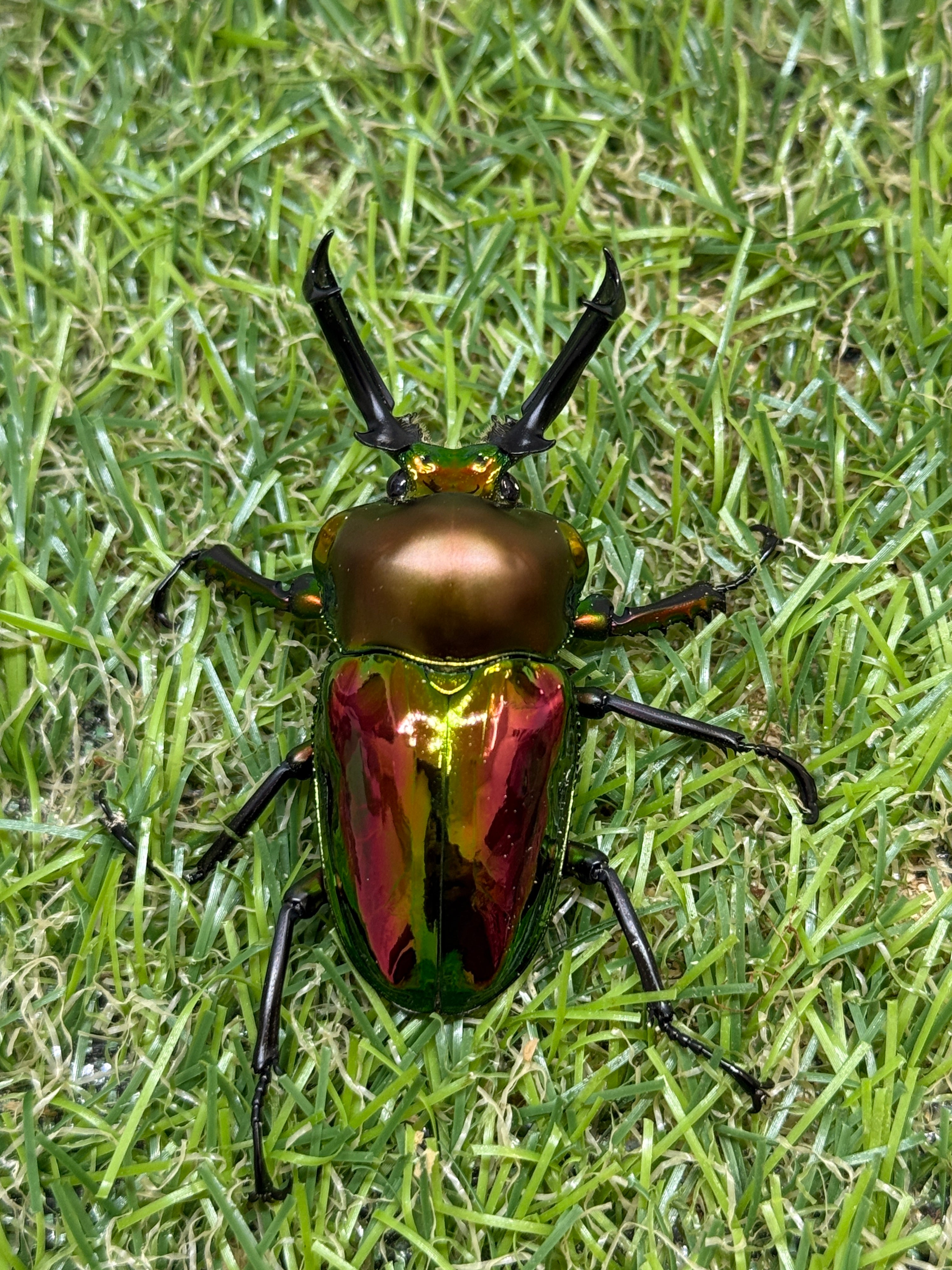 ニジイロクワガタ(レッド系) ♂52.9mm成虫ペア – 昆虫ショップNexus