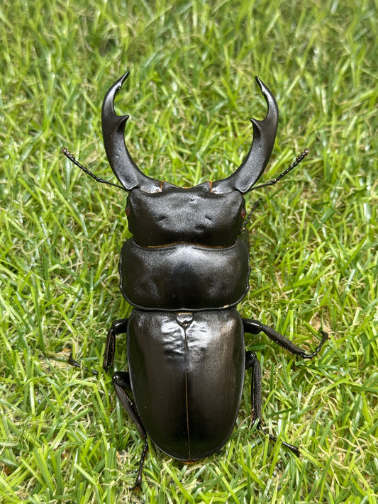 シェンクリンクオオクワガタ(レッドアイ血統)♂82mm成虫トリオ