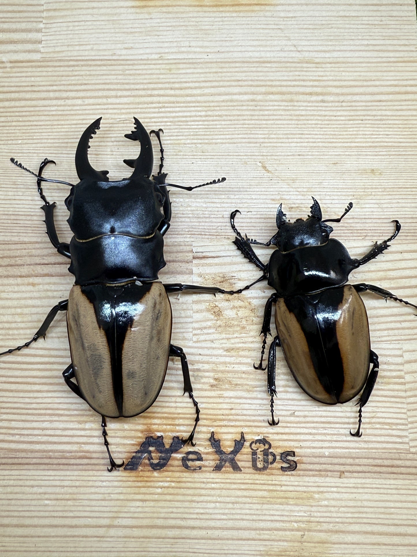 ブルマイスターツヤクワガタ　♂80.9mm成虫ペア