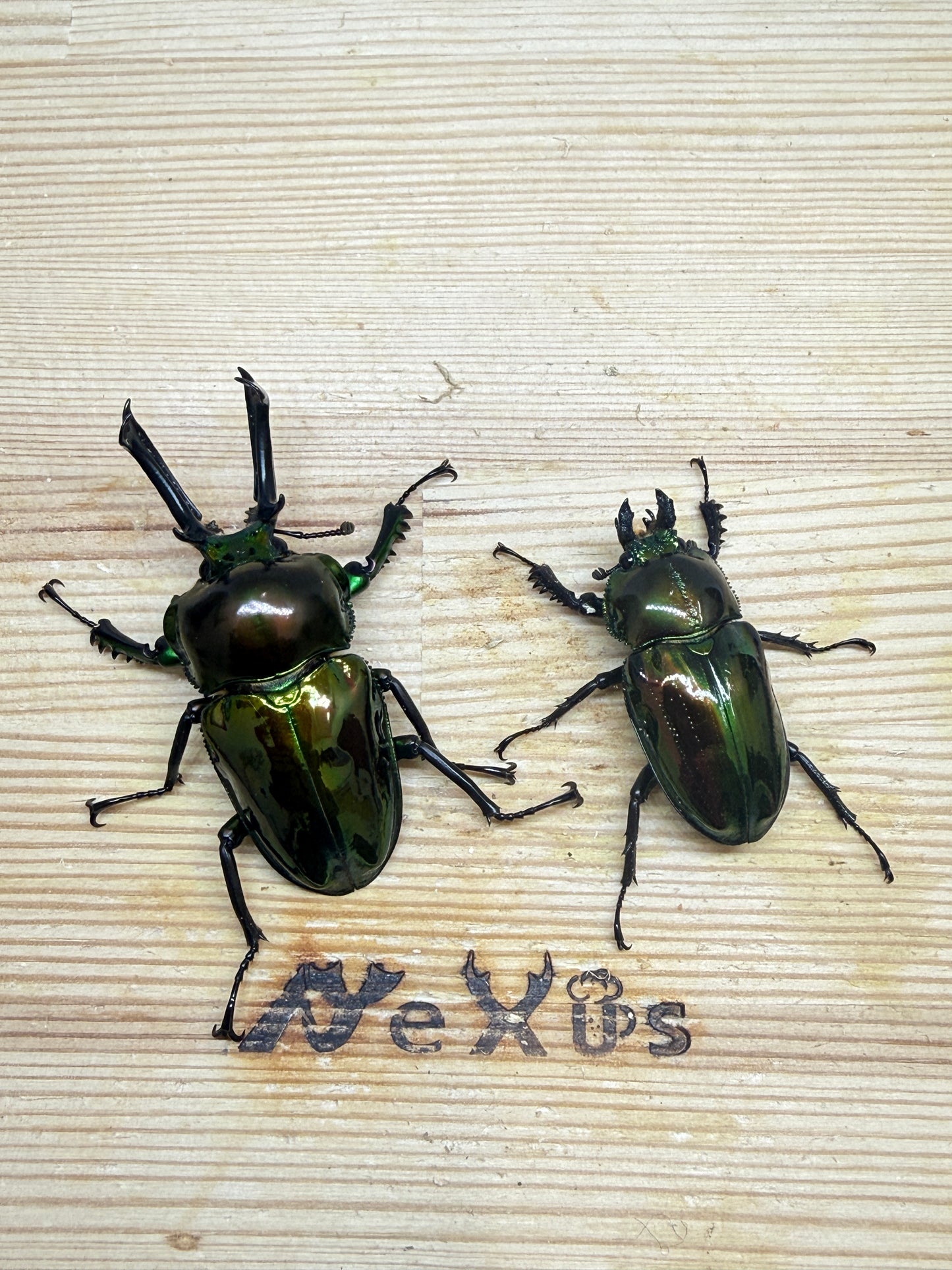 ニジイロクワガタ(ピカール系)　♂55.8mm成虫ペア