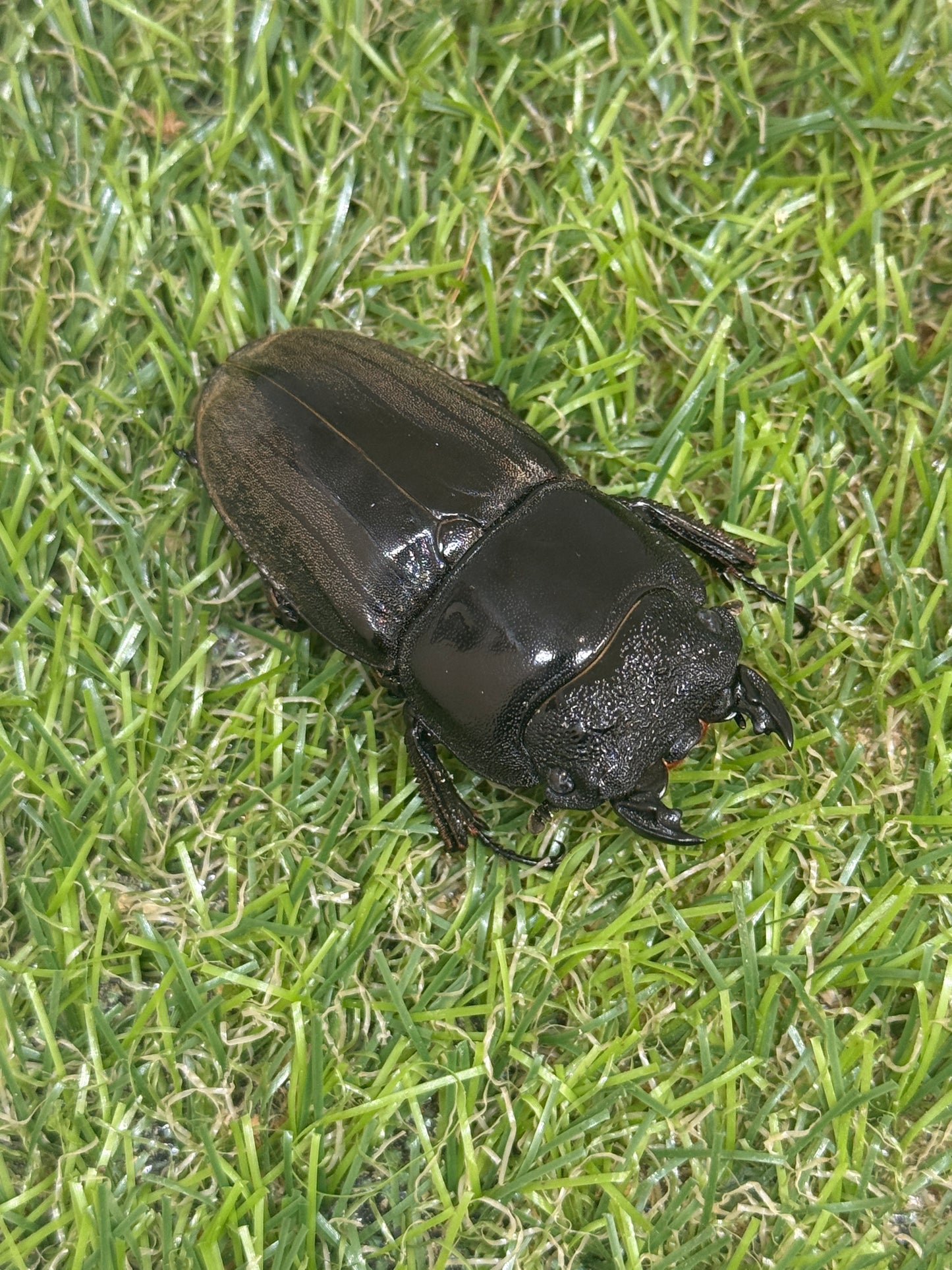 スマトラヒラタクワガタ　♀55mm単品