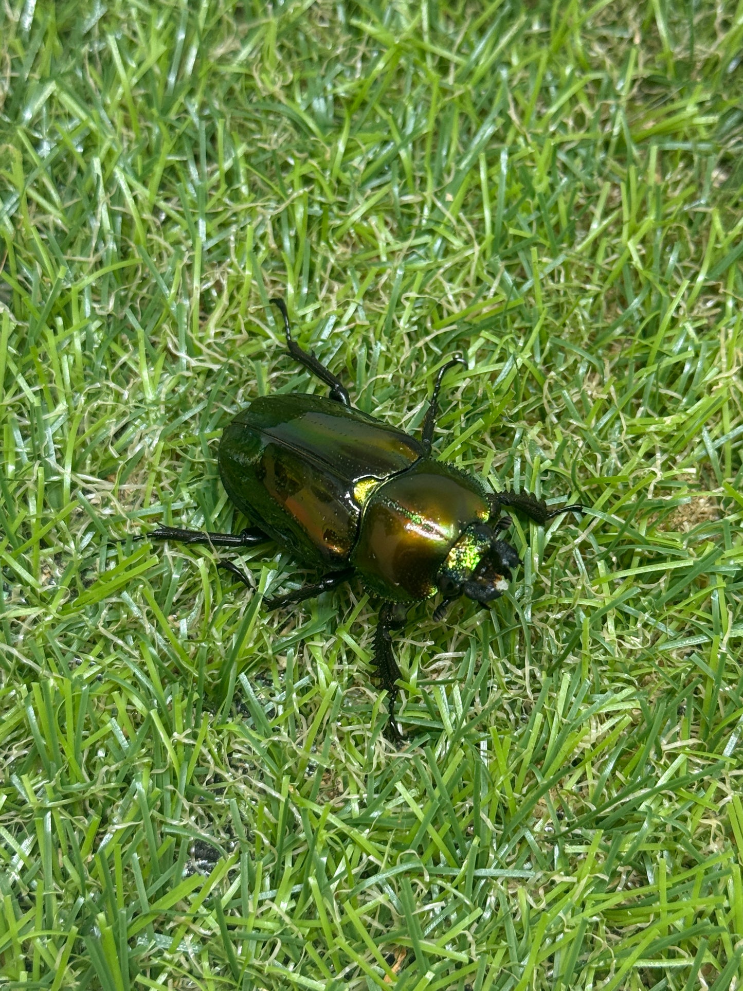 ニジイロクワガタ(ピカール系)　♂46.7mm成虫ペア