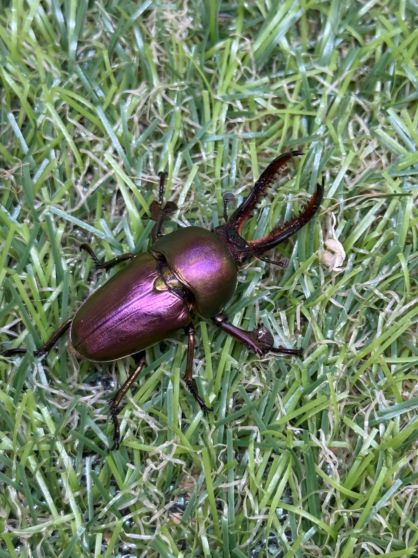 パプアキンイロクワガタ　♂freeサイズ成虫ペア